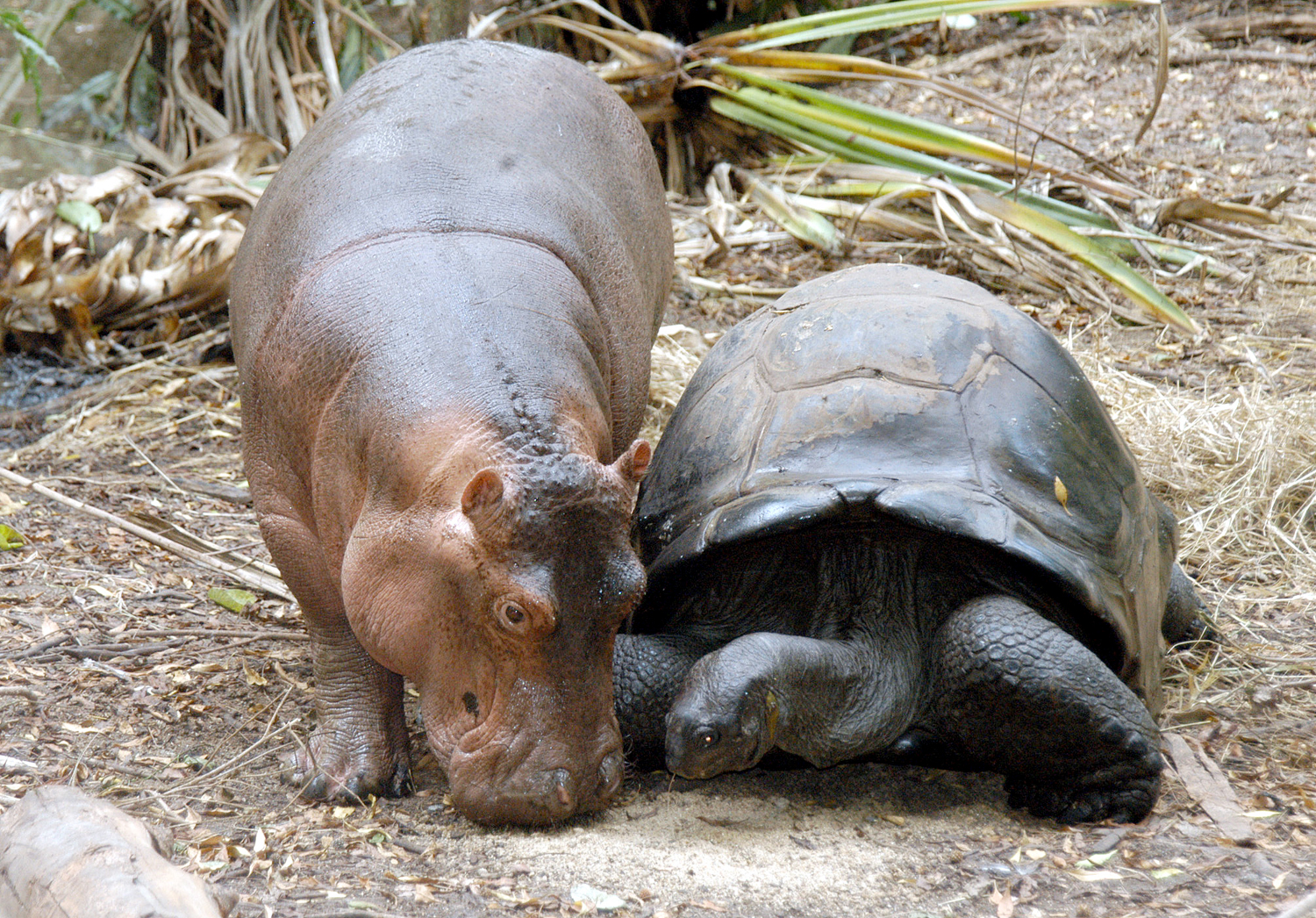 Unlikely friends: Why we love odd animal pairs