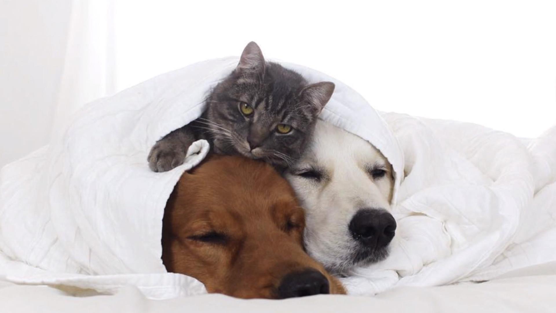 Watch these dogs and cat snuggle up for their nap