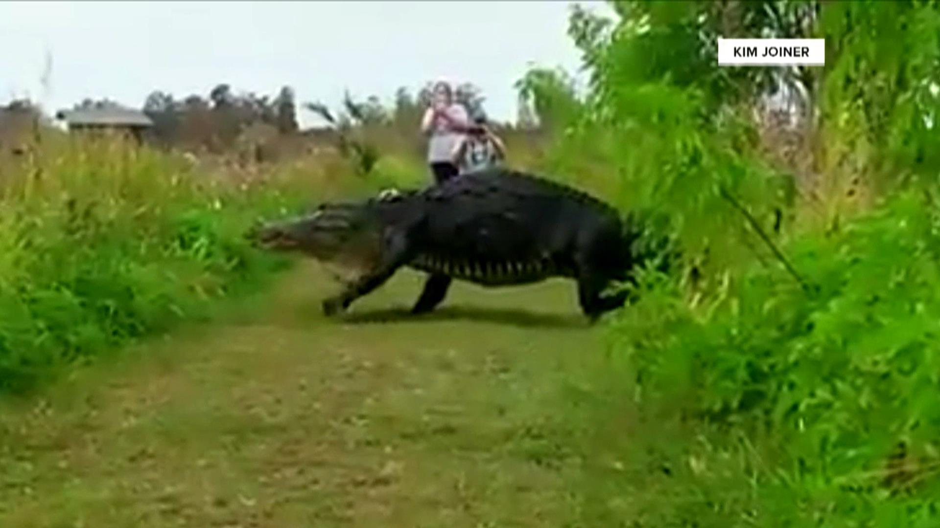 Meet the 14-foot Florida alligator that looks more like a dinosaur