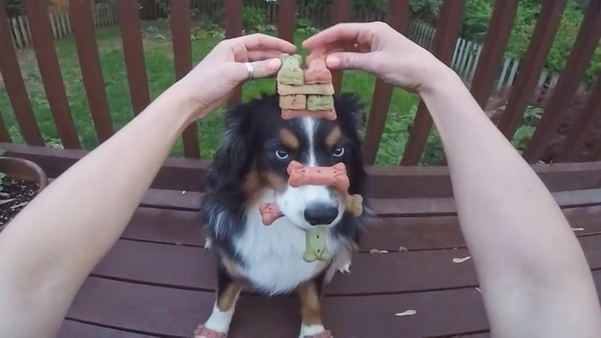 Watch insanely disciplined dog balance treats on head, paws and in his mouth