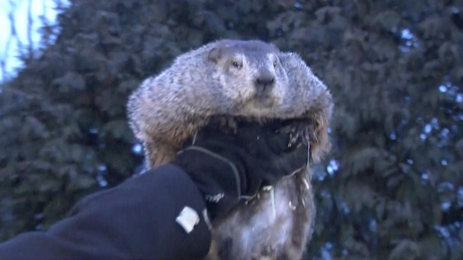 Groundhog Day: Punxsutawney Phil predicts 6 more weeks of winter