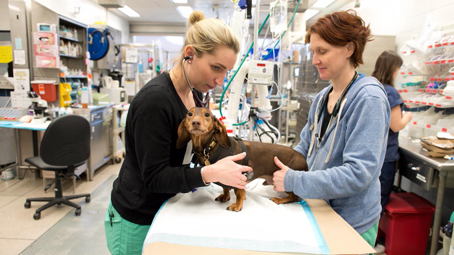 KLG gets blown away by NYC's 24/7 Animal Medical Center