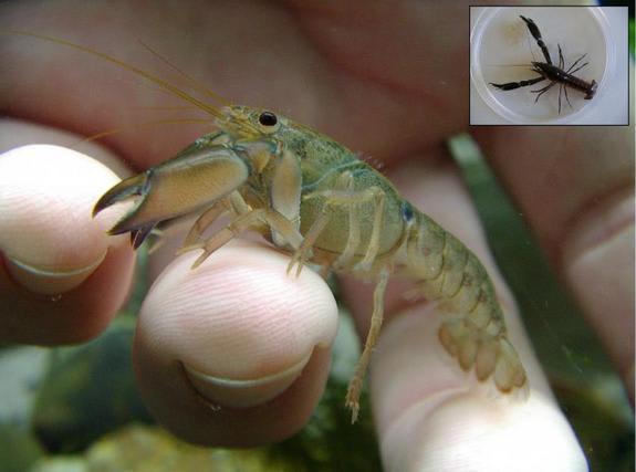 Adorably Tiny Crayfish Discovered (and It's a Cannibal) - NBC News
