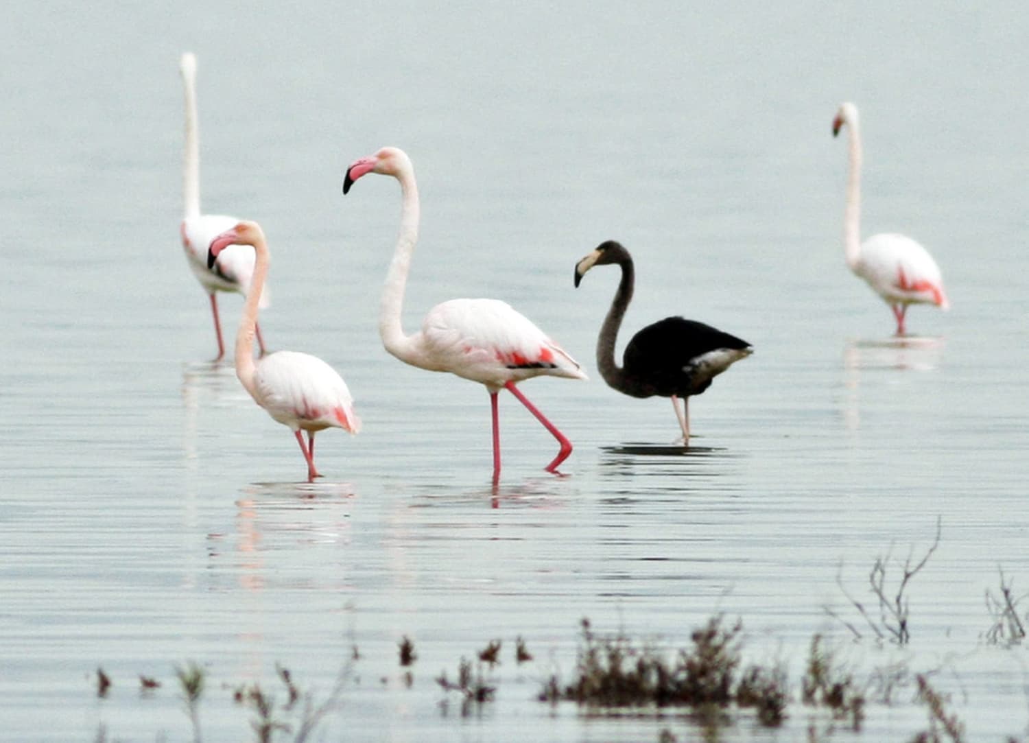 Rare Black Flamingo Ruffles Feathers in Cyprus - NBC News