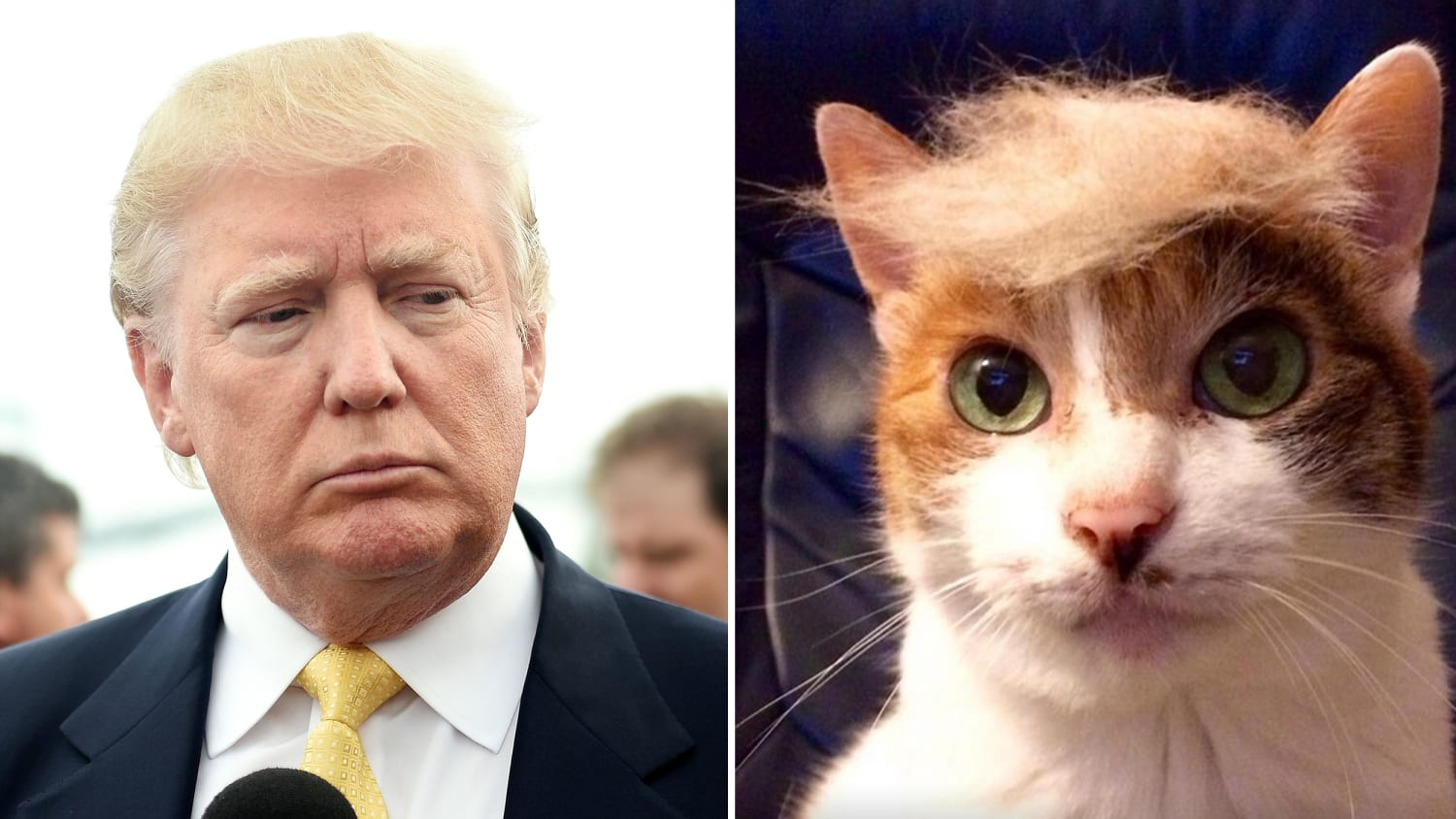Donald Trump amenaza a joven de 17 años que hizo un sitio web de gatitos