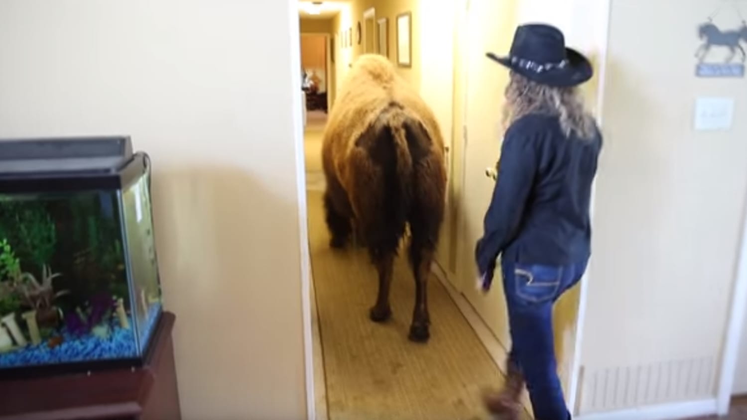 Sold on Craigslist: Housebroken bison finds new home ...