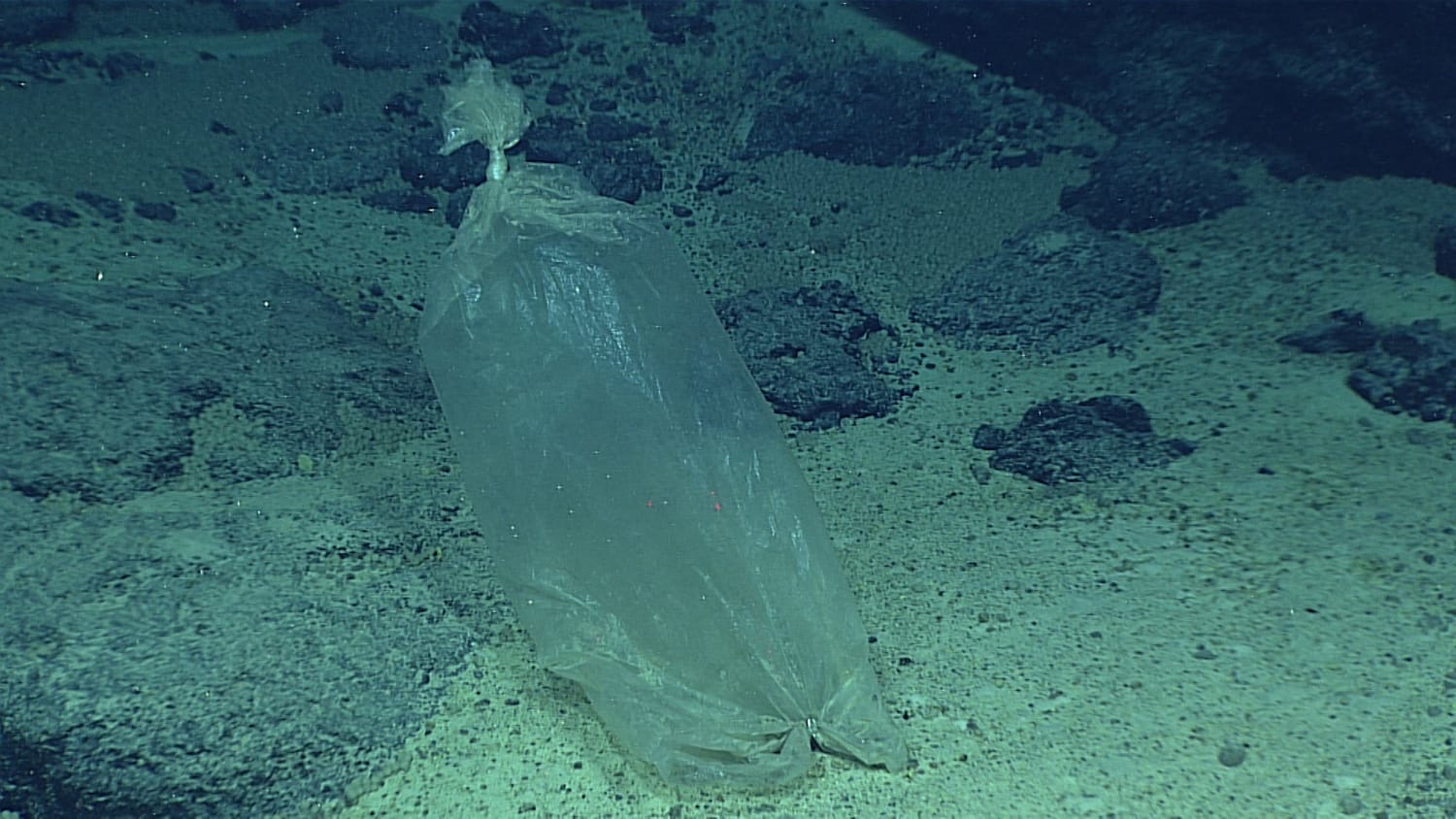 Plastic bag found near the bottom of the Marianas Trench