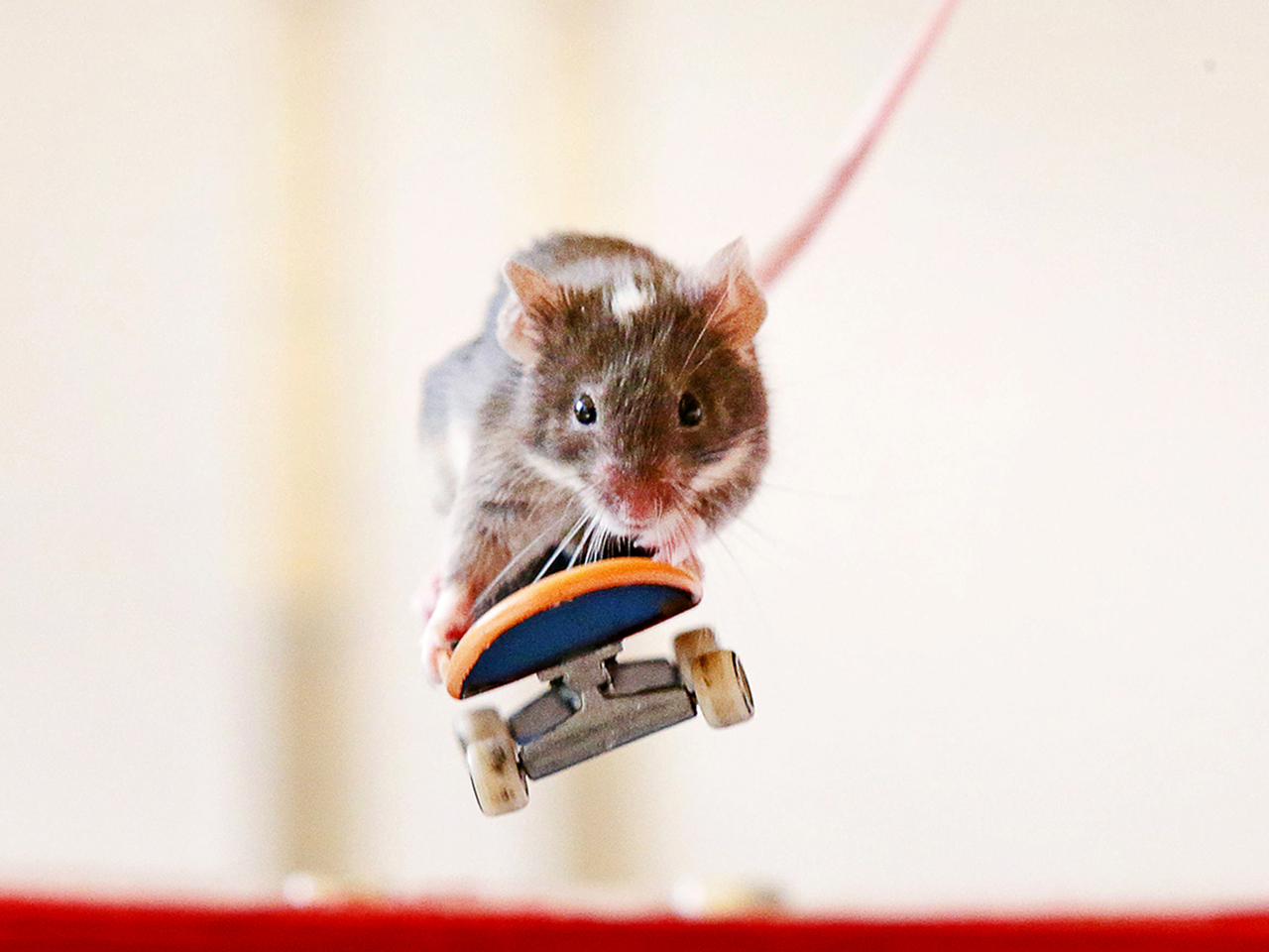 Rad rodents: Thrashin' mice soar on skateboards