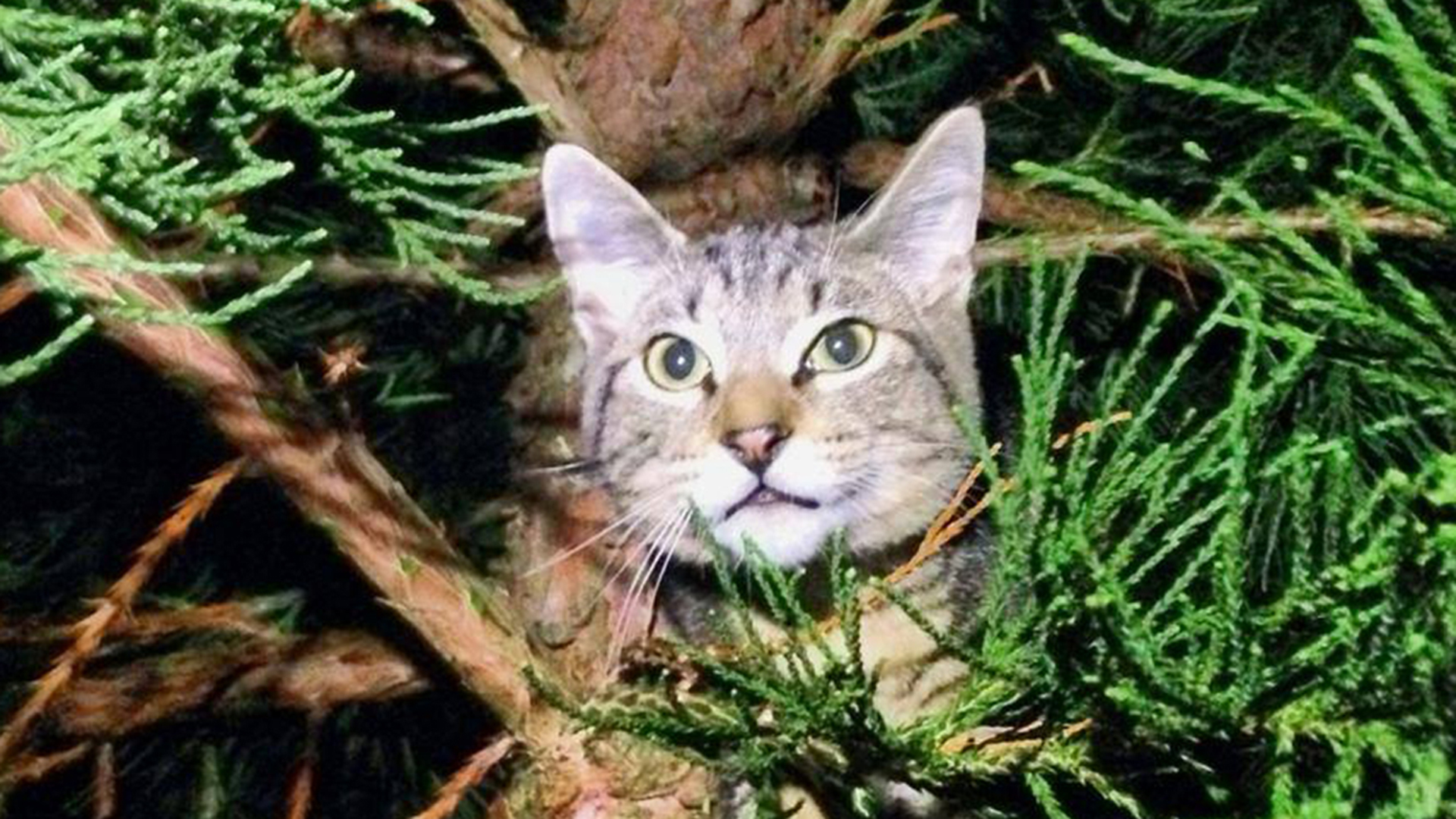 Cat stuck in a tree? These rescuers have you covered