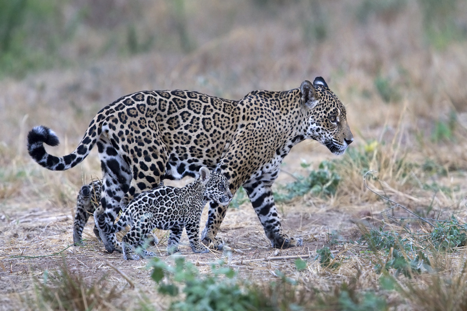 Endangered jaguars in Bolivia captured on camera