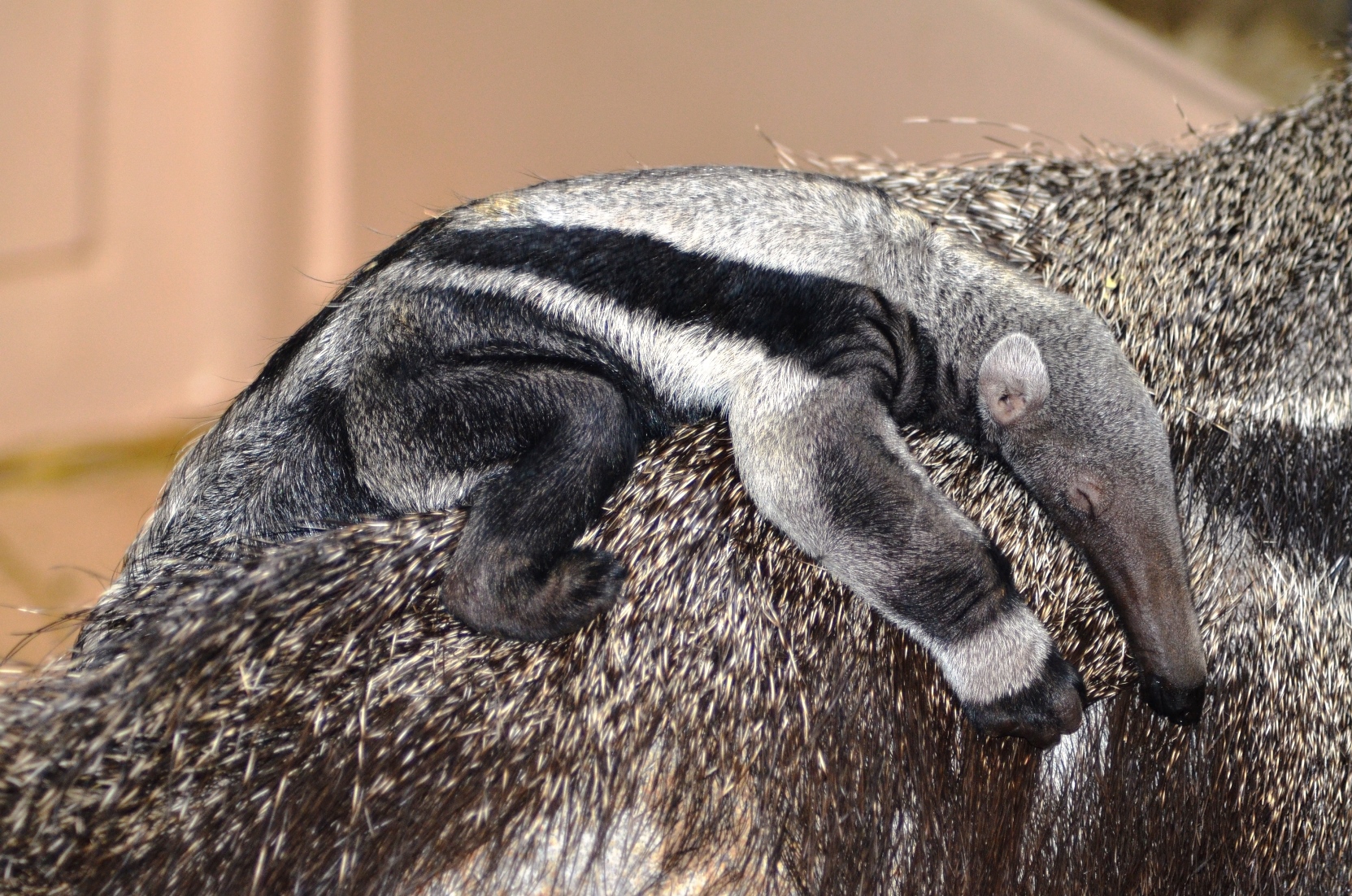 Virgin birth or hanky-panky? Anteater mom sparks a scientific debate