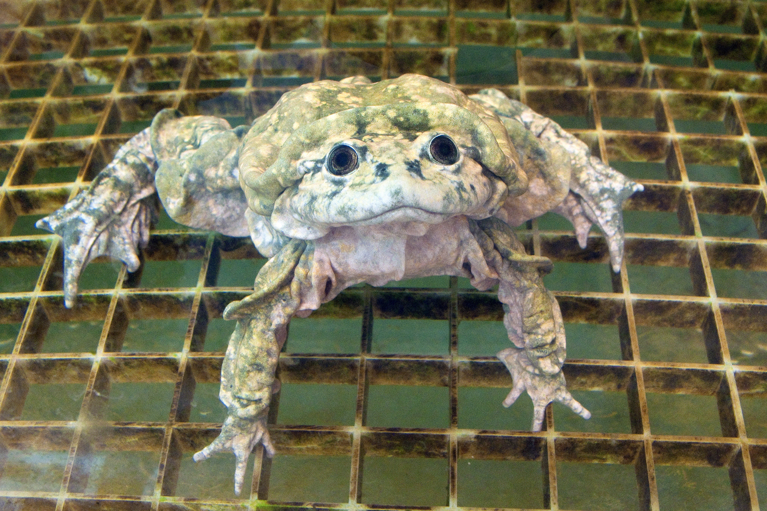Blobfish declared world's ugliest animal