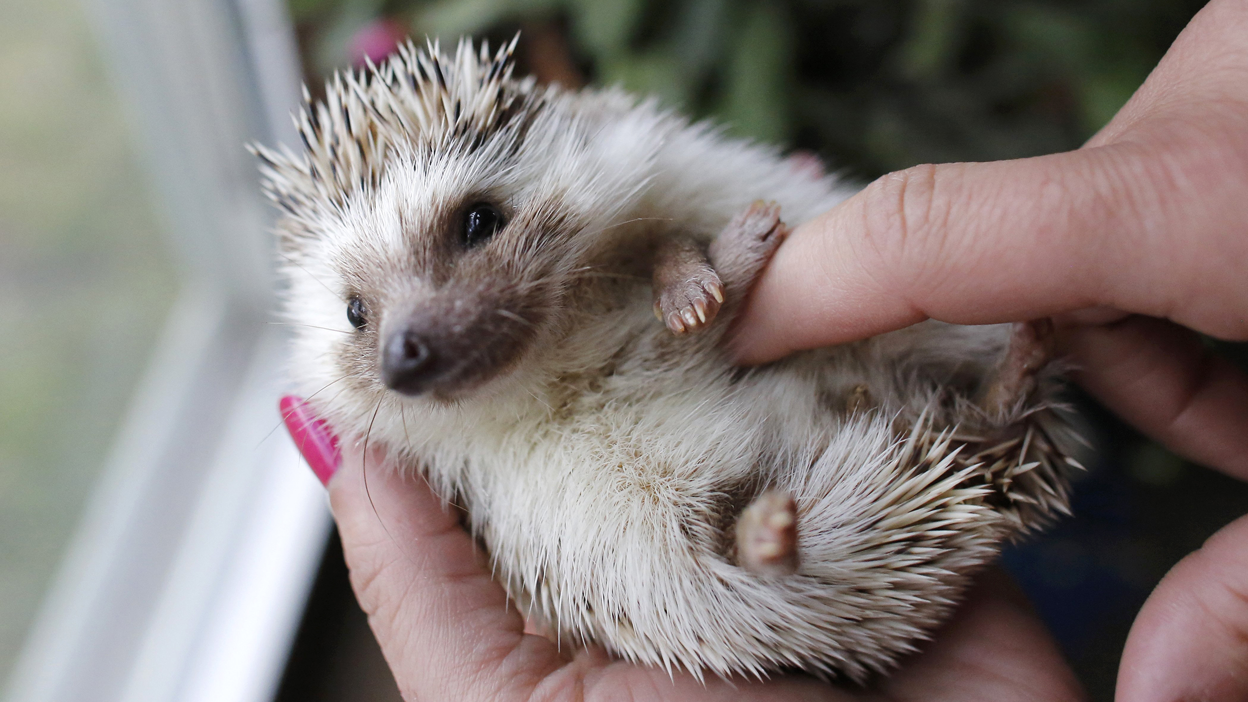 Calling all hedgehog lovers! TODAY wants to see your unusual pets