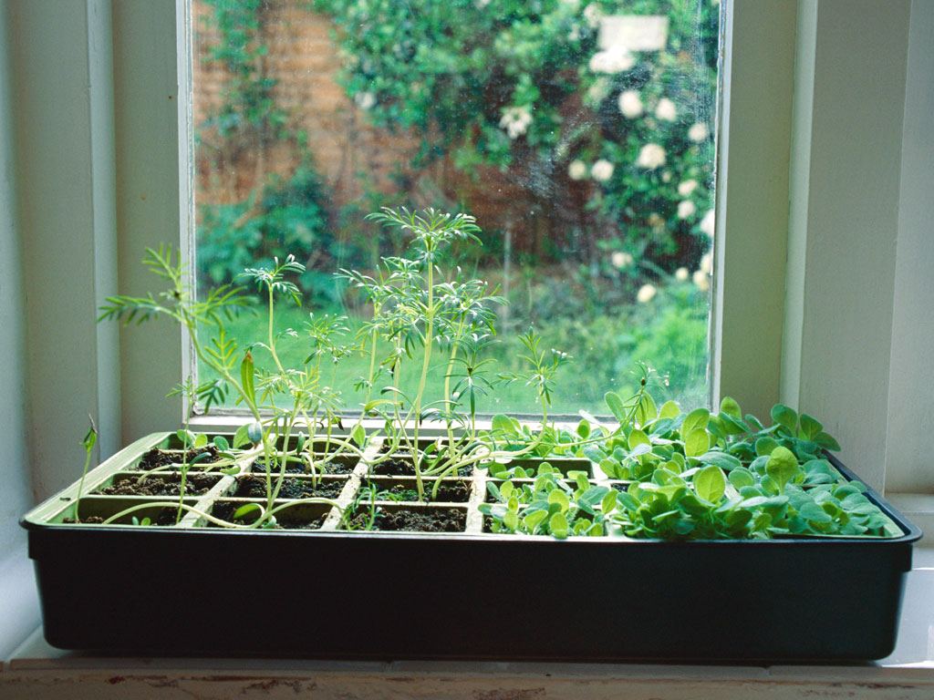 How to Grow an Indoor Herb Garden  TODAY.com