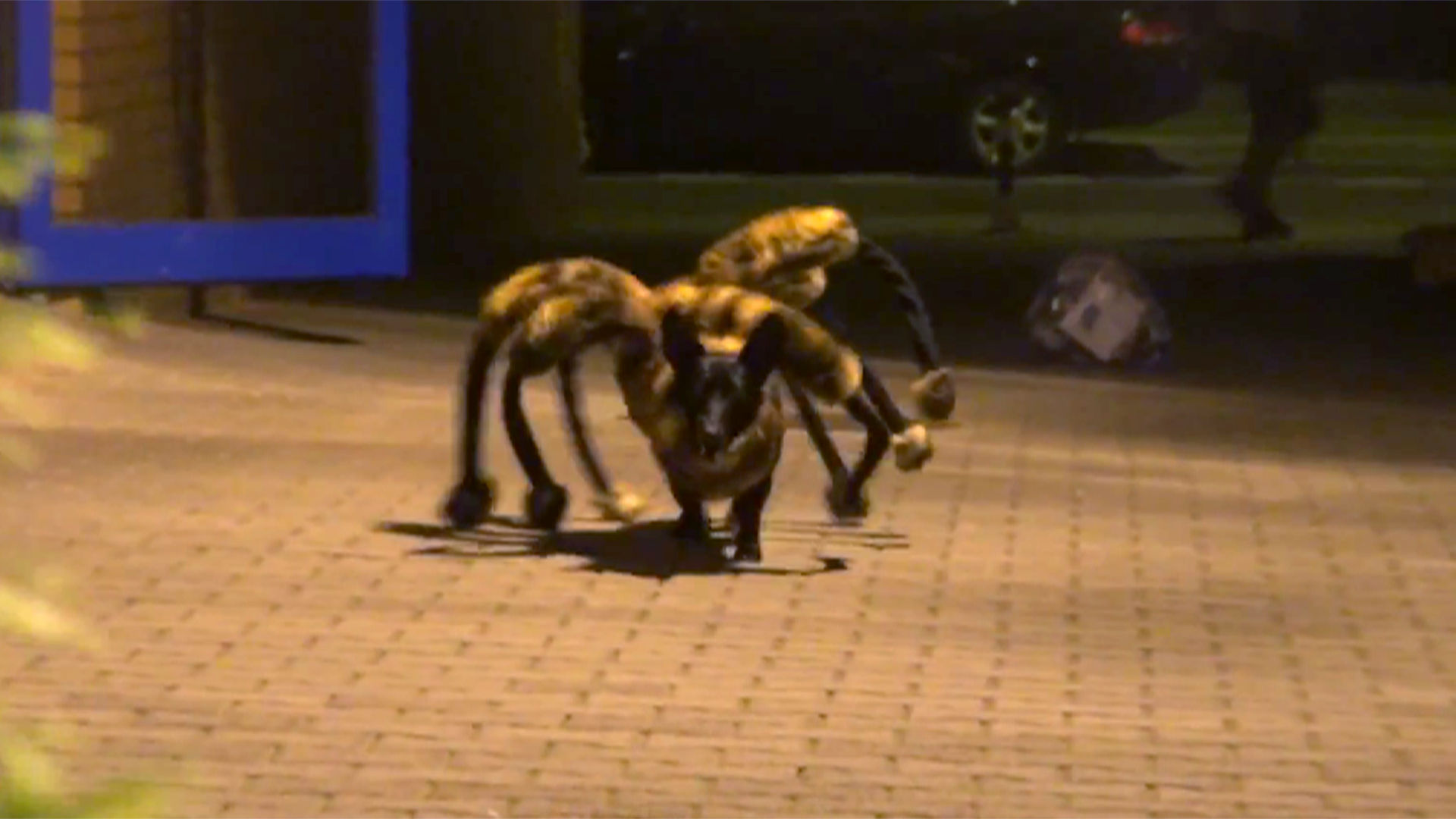 dog dressed as spider video