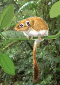 African rodents invaded Brazil 41 million years ago ...