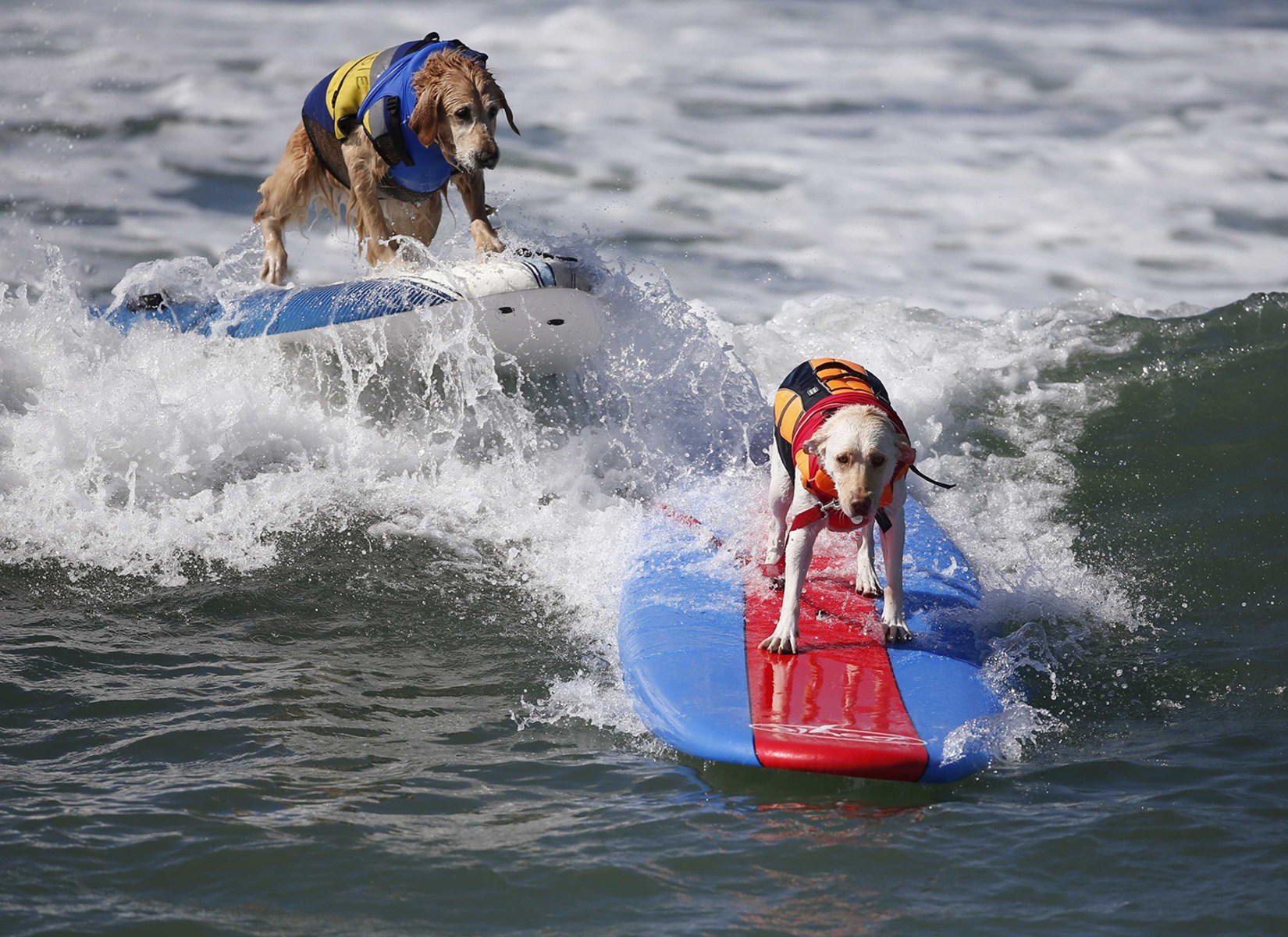 Dogs surf in Surf City Dog competition