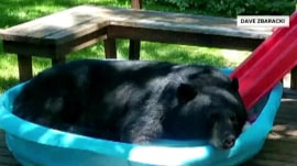 Bear chills out in kiddie pool; homeowner loses his cool