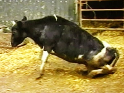 only government can test and control results from mad cow disease