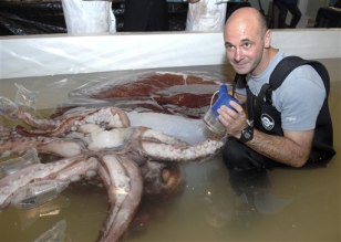 Image: New Zealand colossal squid
