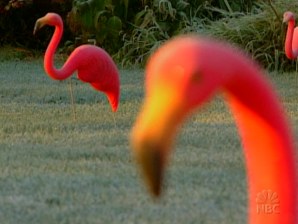 Is Pink Flamingo An Endangered Species Business Us Business
