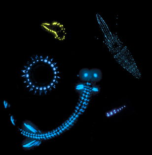 100511-bioluminescence-widder3hr.grid-4x2.jpg