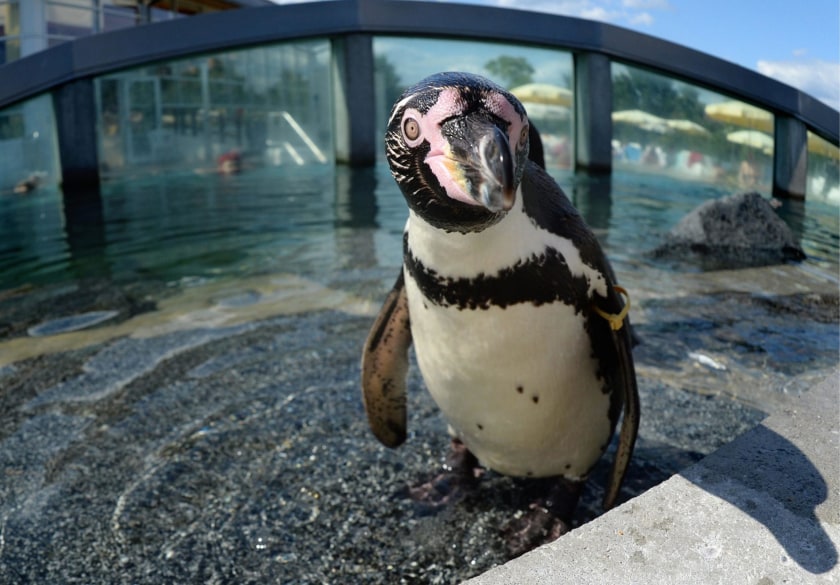 Image: Penguins at Spreewelten water park