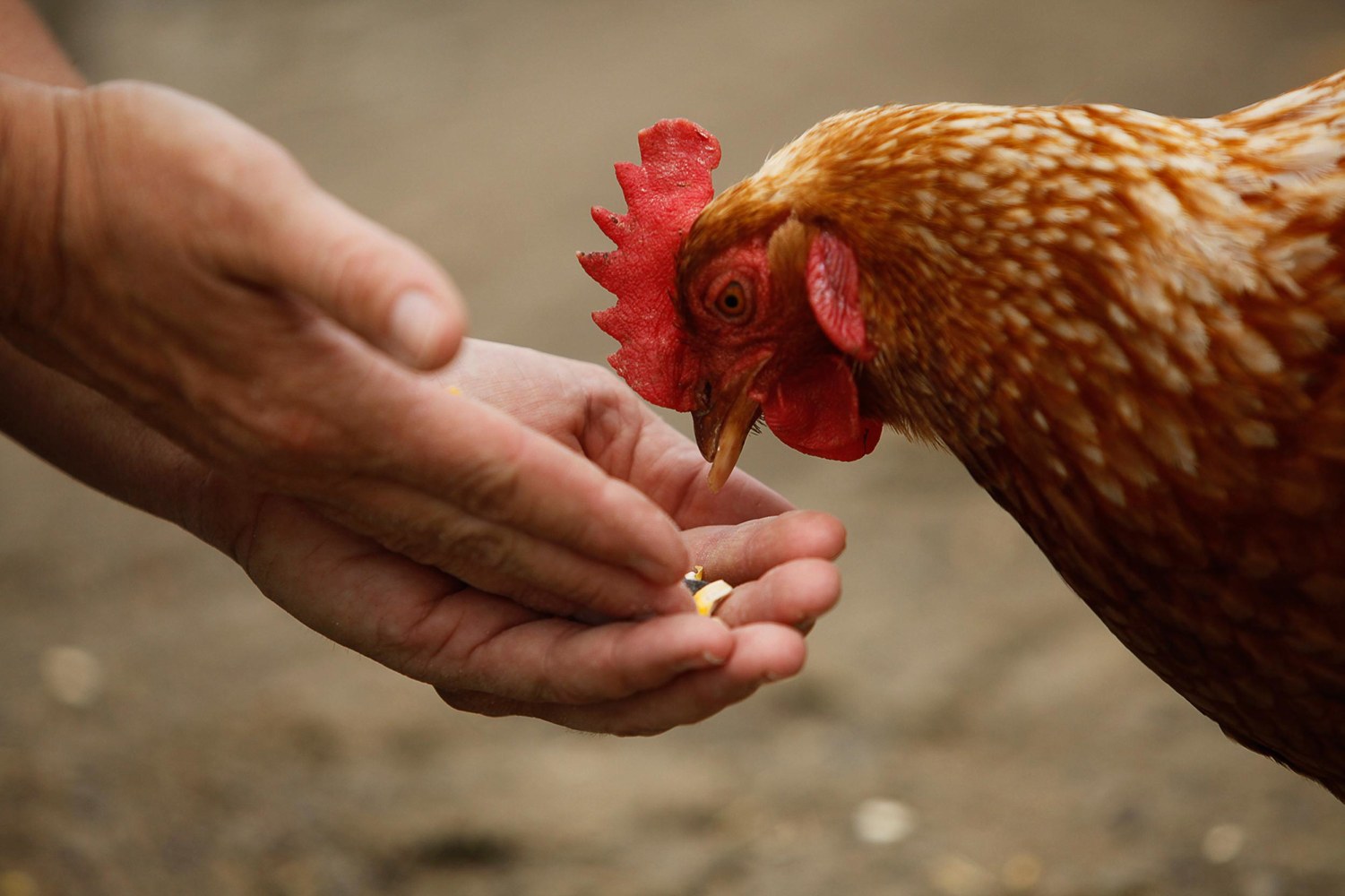 Backyard Chickens Linked to Salmonella Outbreaks, CDC Says ...