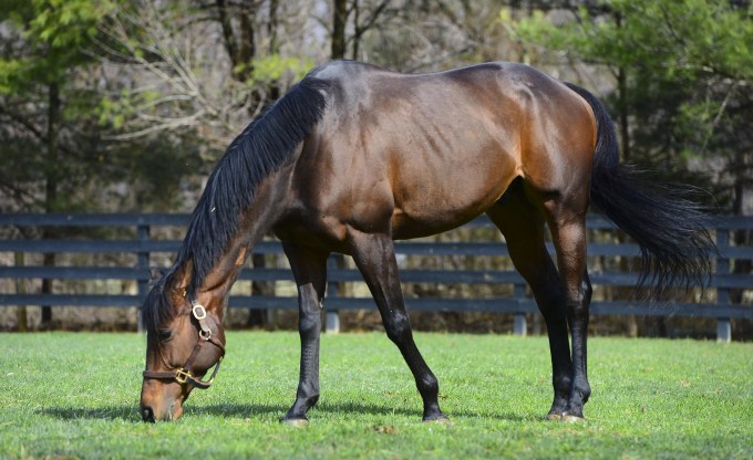 Image: Racehorse Valediction, retired in Virginia