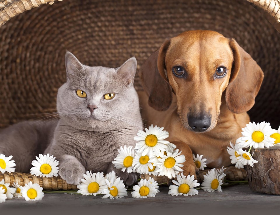 Image: Cat and dog