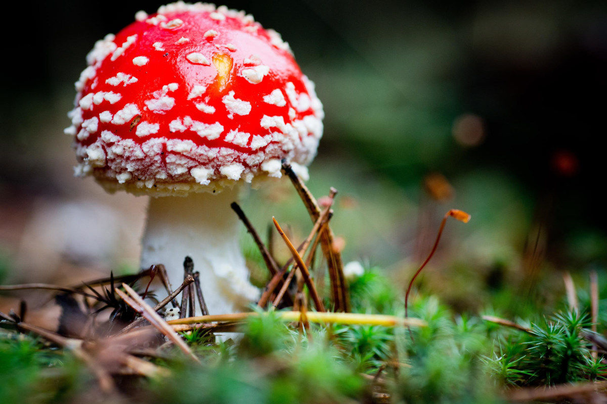 Magic Mushrooms Found in Queen Elizabeth's Garden at Buckingham Palace - NBC News
