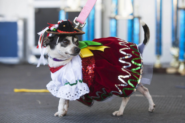 Image: A Chihuahua struts in a Mexican-themed festive outfit after the Chihuahua races held for the Si Se Puede Foundation's Cinco de Mayo Festival in Chandler