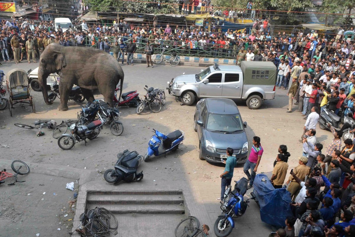 Image: INDIA-WILDLIFE-ELEPHANT-RAMPAGE