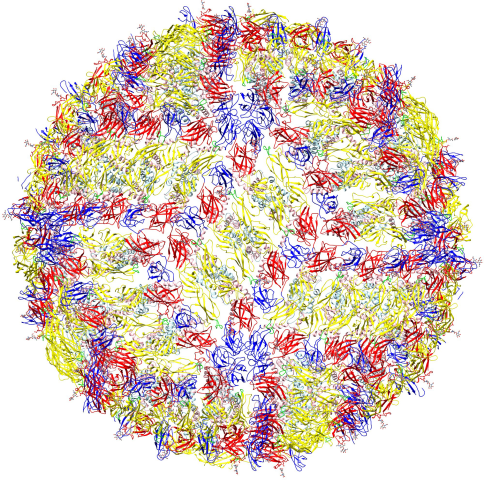 Image: The backbone of the E and M proteins in the icosahedral ZIKV particle