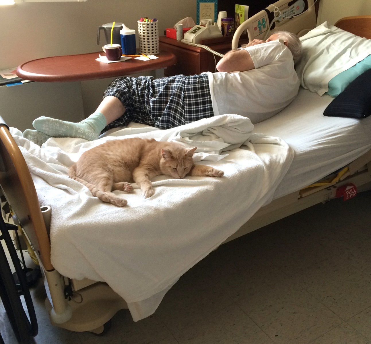 Cat Comforts Ailing Veterans