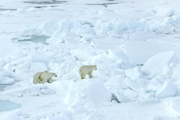 Image: Russian polar bears