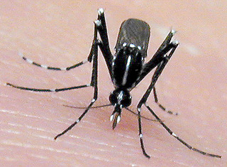 The Asian tiger mosquito, an invasive, disease-carrying pest, may spread to new areas as a result of global warming. A study by Barry Alto, a doctoral...