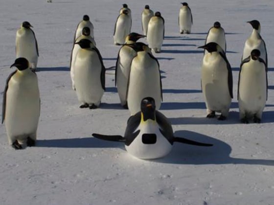 IMAGE: Penguins