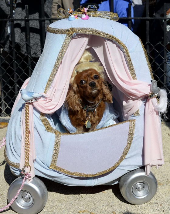 A dog dressed as "Cinderella" participates in the 23rd Annual Tompkins Square Halloween Dog Parade on October 26, 2013 in New York City. Thousands of ...
