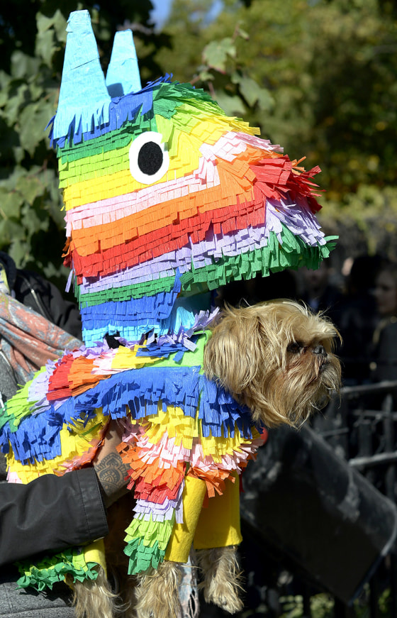 A dog dressed as a pinata participates in the 23rd Annual Tompkins Square Halloween Dog Parade on October 26, 2013 in New York City. Thousands of spec...