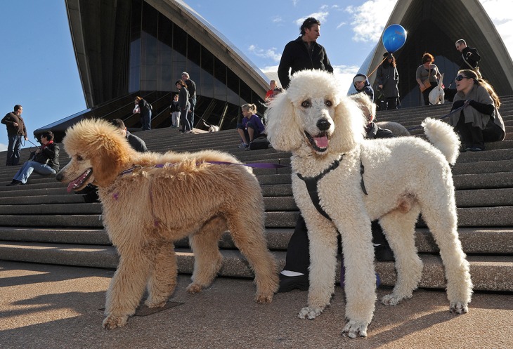 Dogs and their owners gather on the steps of the Sydney Opera House on June 5, 2010 for a world first "Music for Dogs" concert, the brainchild of New ...
