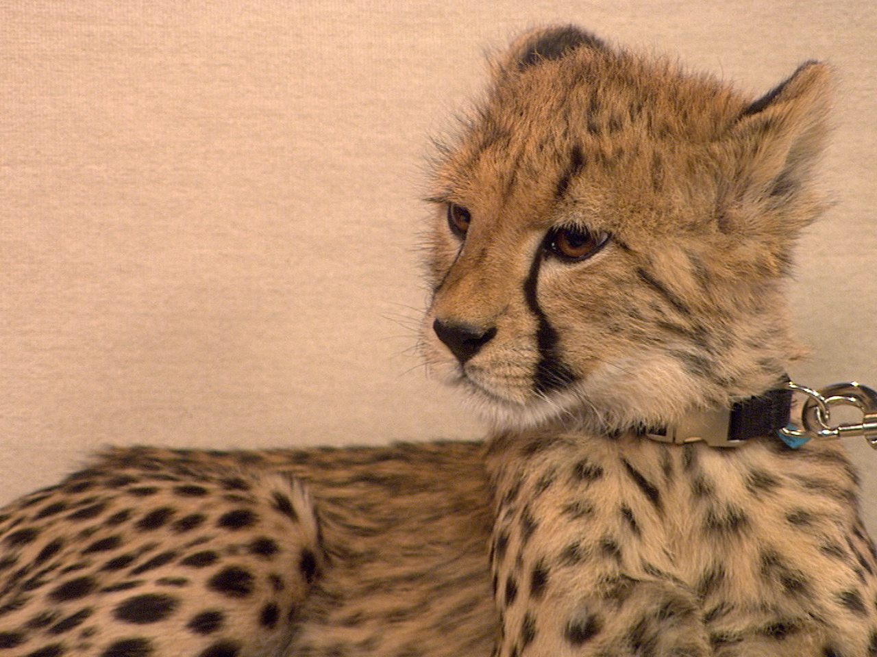 World's fastest runner: The cheetah in slow motion