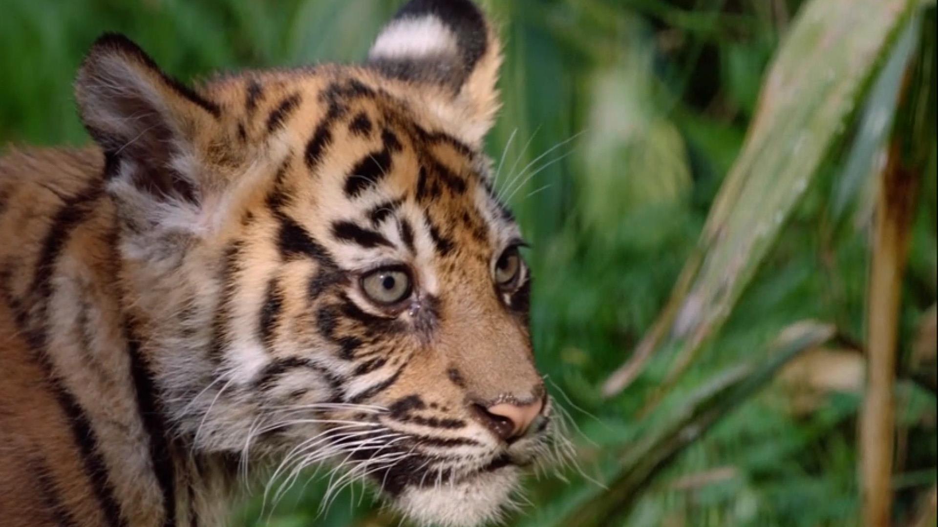 Tiny Roar! Adorable Tiger Cubs Make Debut - NBC News