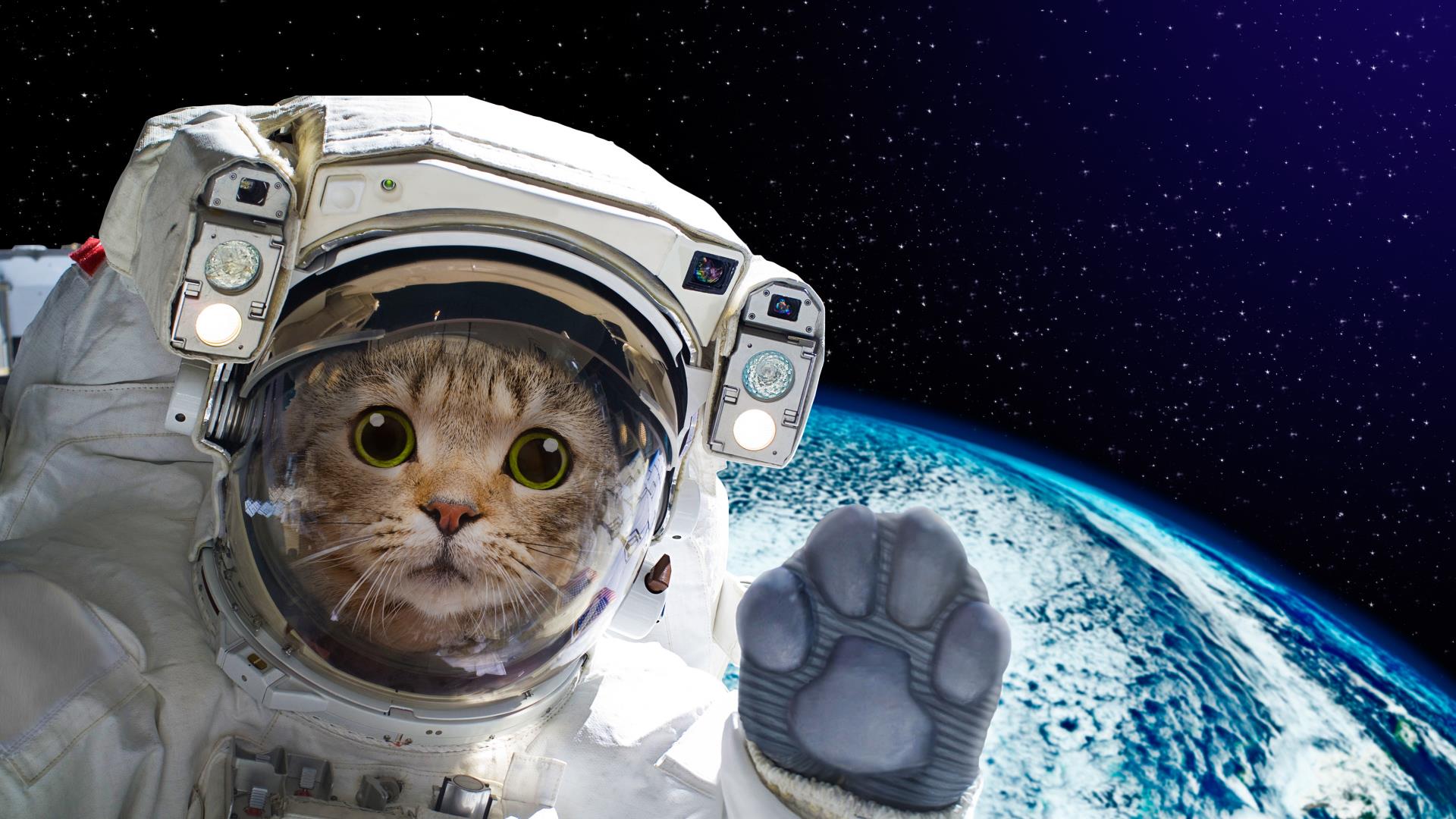 The animals that paved the way for humans in space