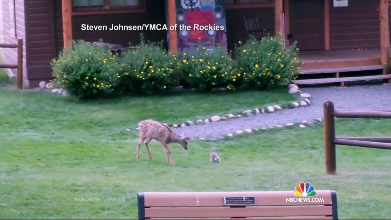 Real Life Bambi and Thumper Caught on Camera