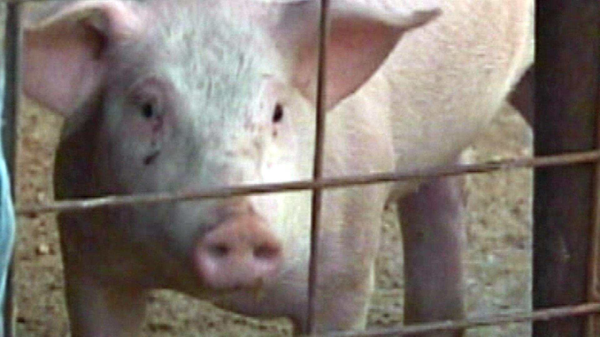 Japan To Allow Pig-To-Human Transplants by 2019