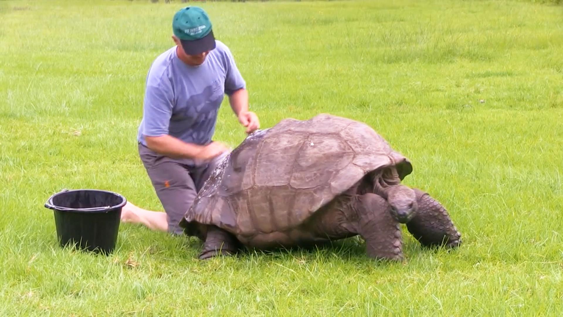 Jonathan the Giant Tortoise Finally Gets a Bath After 184 Years