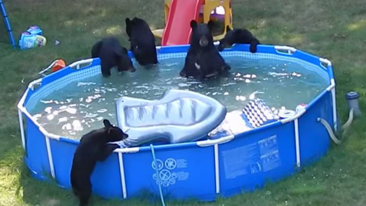 Black Bear Family Has The Best Summer Pool Party 