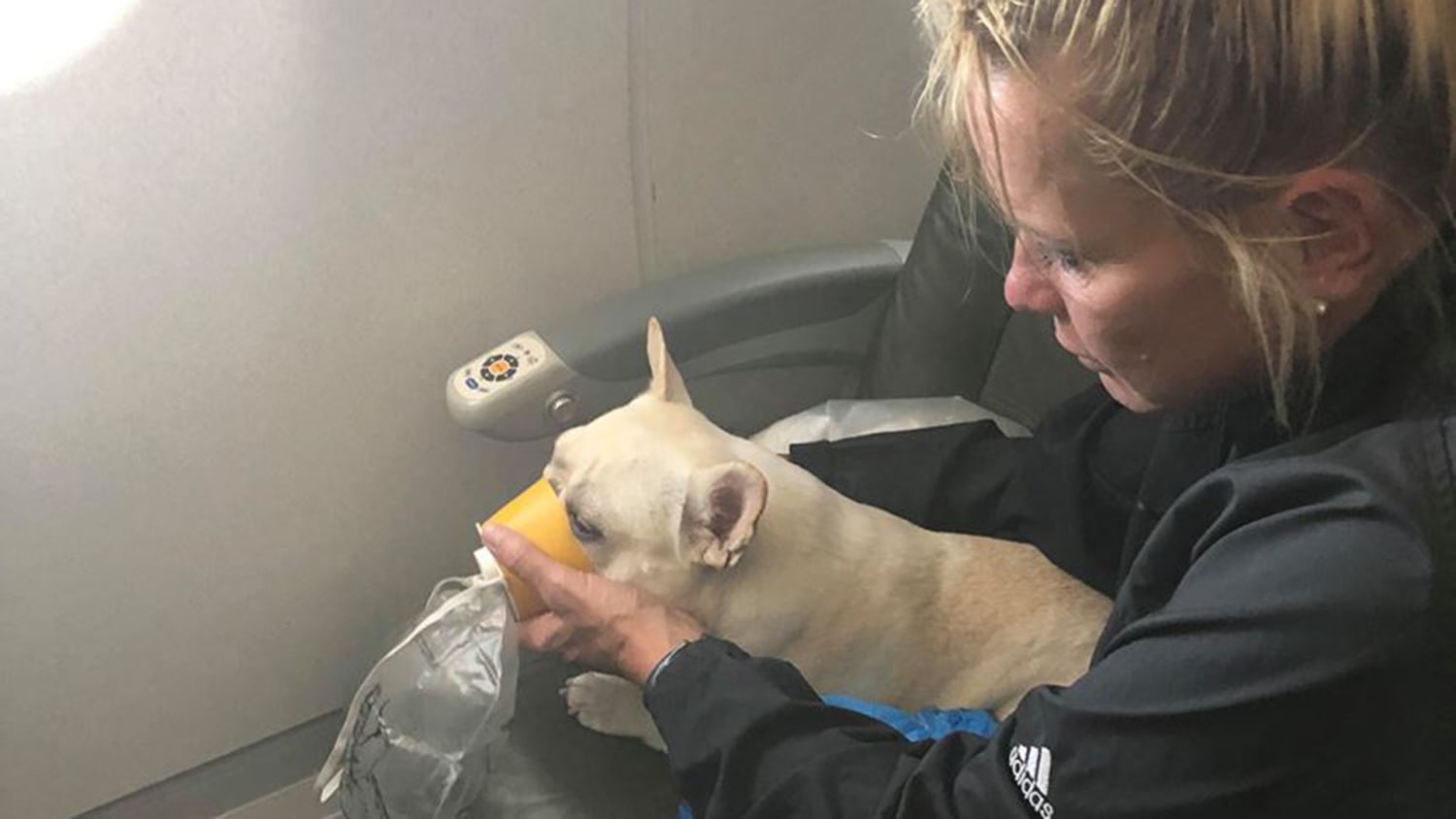 JetBlue crew saves French bulldog 