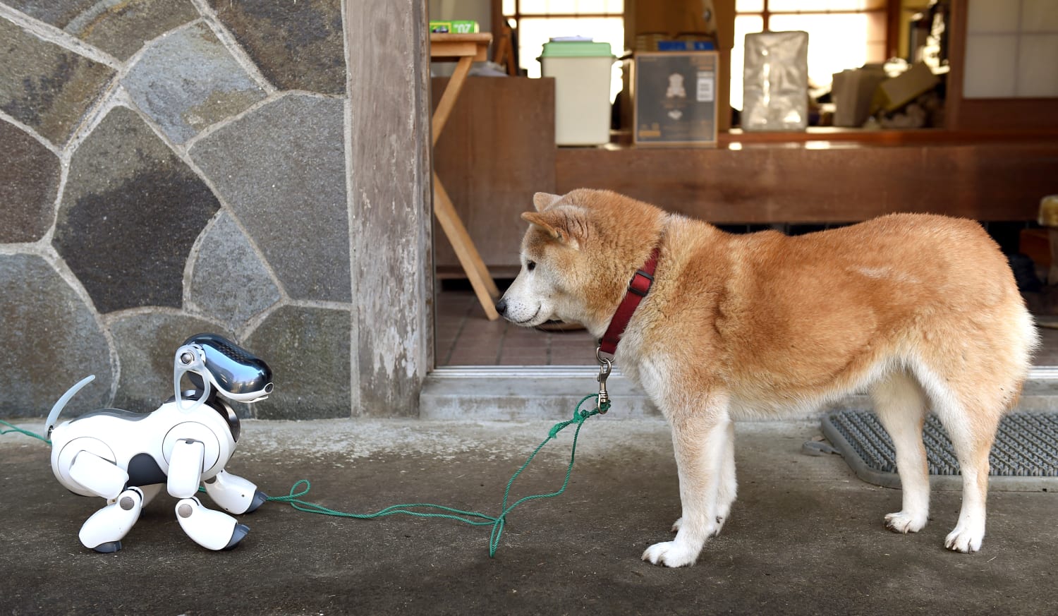 robot companion dog